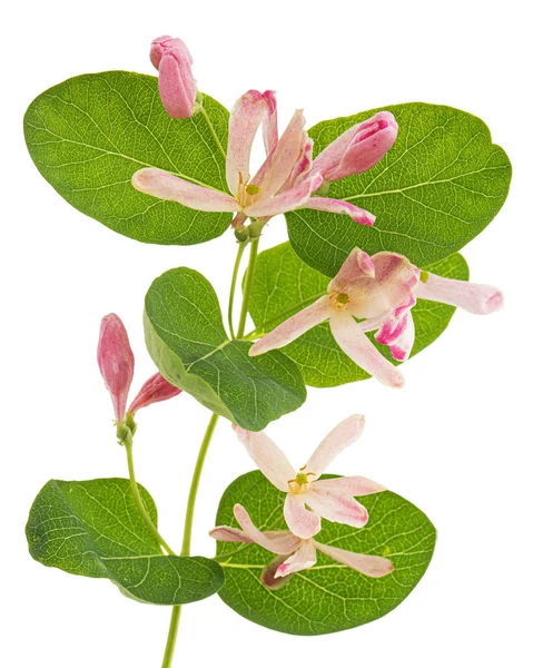 Flores Madressilva Tártara Lat Lonicera Tatarica Isolado Sobre Fundo Branco — Fotografia de Stock