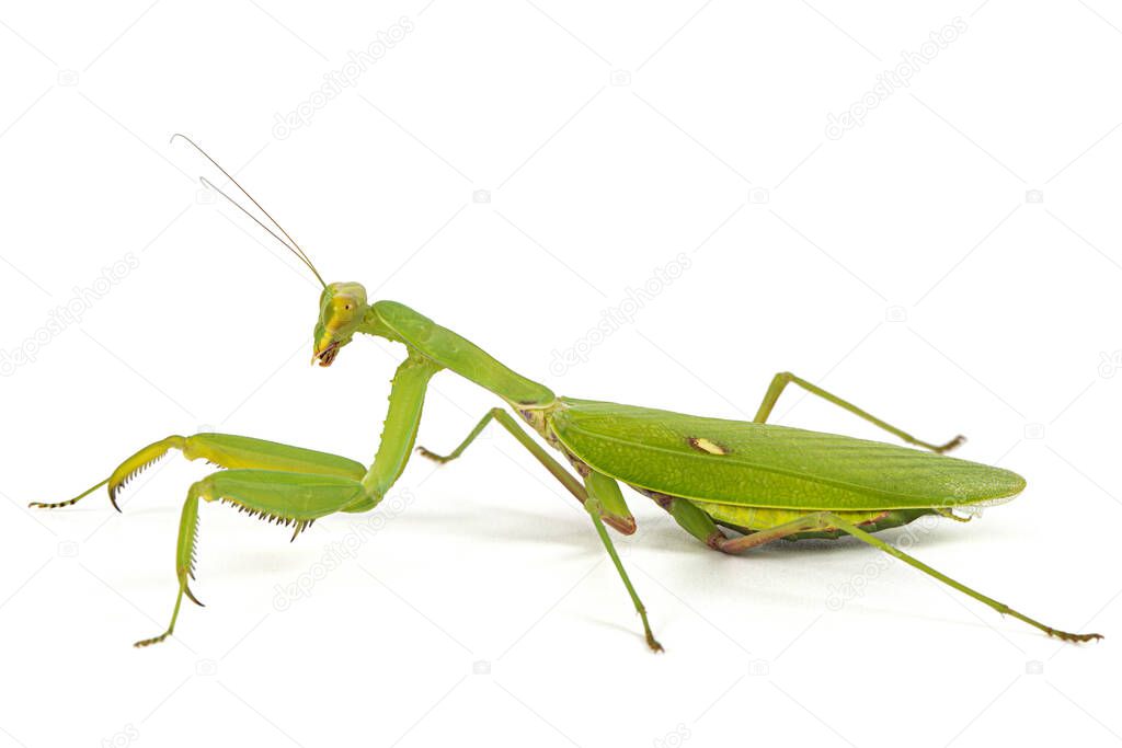 Mantis ordinary or mantis religious, isolated on white background