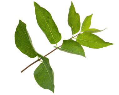 Tatar hanımeli yeşil yapraklı dal, lattır. Lonicera tatarica, beyaz arkaplanda izole.