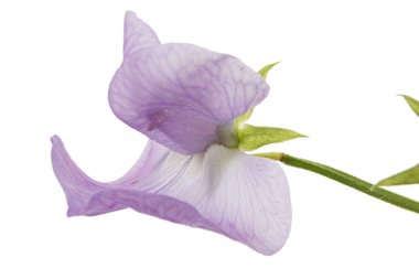 Beyaz arka planda izole edilmiş, tatlı bezelyeden menekşe çiçeği