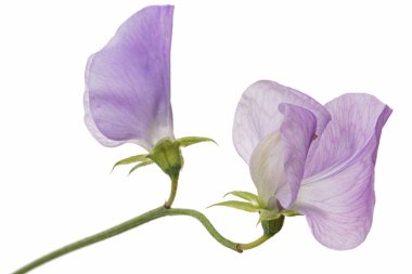 Beyaz arka planda izole edilmiş, tatlı bezelyeden menekşe çiçeği