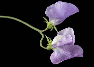 Siyah arka planda izole edilmiş tatlı bezelye çiçeği.