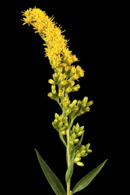 Sarı altın çubuk çiçekleri, Lat. Solidago, siyah arka planda izole edilmiş. 