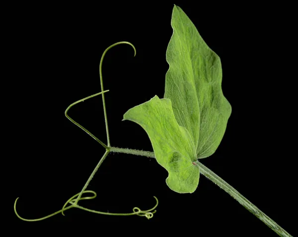 绿叶和甜豌豆的枝条 在黑色的背景上被隔离 — 图库照片