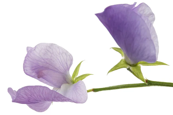 Фіолетова Квітка Солодкого Гороху Ізольована Білому Тлі — стокове фото
