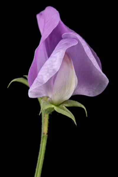 Фіолетова Квітка Солодкого Гороху Ізольована Чорному Тлі — стокове фото