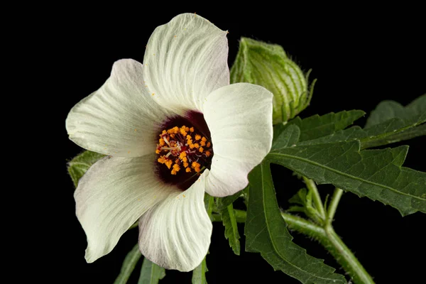 Flower Annual Hibiscus Isolated Black Background — Stock Photo, Image