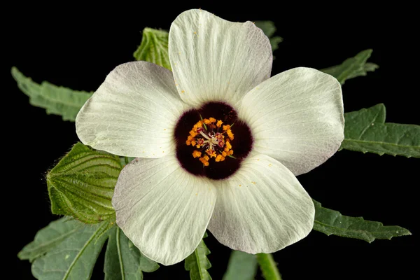 一年生芙蓉花 从黑色背景分离出来 — 图库照片