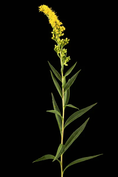 Жовті Квіти Гольденрода Салат Солідаго Ізольований Чорному Тлі — стокове фото