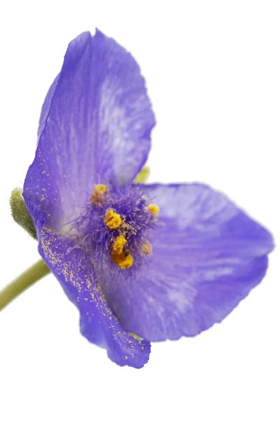 Flor Violeta Tradescantia Isolada Sobre Fundo Branco — Fotografia de Stock