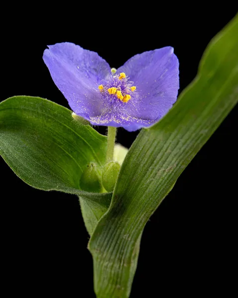 Fiore Viola Tradescantia Isolato Sfondo Nero — Foto Stock