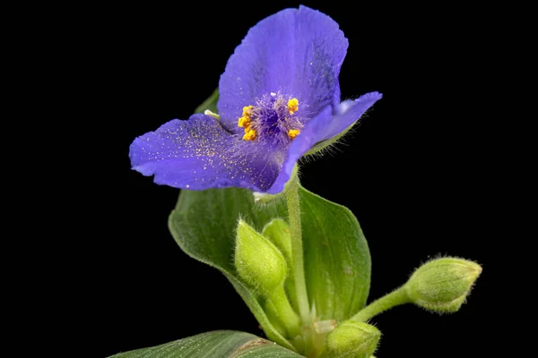 Flor Violeta Tradescantia Aislada Sobre Fondo Negro —  Fotos de Stock