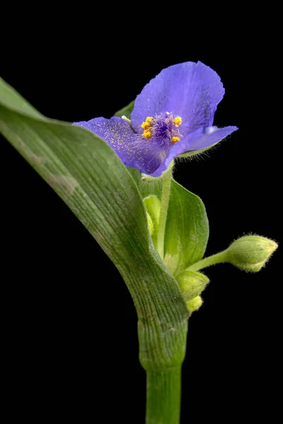 Fioletowy Kwiat Tradescantia Izolowany Czarnym Tle — Zdjęcie stockowe