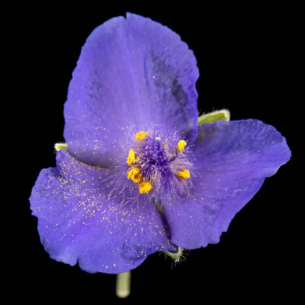 Fiore Viola Tradescantia Isolato Sfondo Nero — Foto Stock