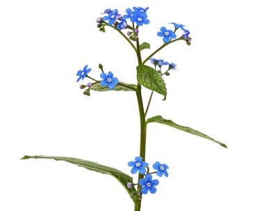 Brunnera 'nın mavi çiçekleri, unutma beni, myosotis, beyaz arka planda izole edilmiş.