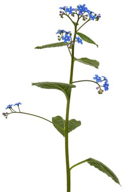 Brunnera 'nın mavi çiçekleri, unutma beni, myosotis, beyaz arka planda izole edilmiş.