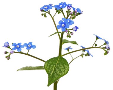 Brunnera 'nın mavi çiçekleri, unutma beni, myosotis, beyaz arka planda izole edilmiş.