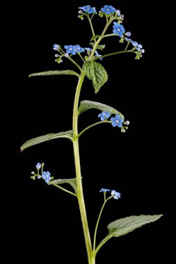 Brunnera 'nın mavi çiçekleri, unutma beni, myosotis, siyah arka planda izole edilmiş.