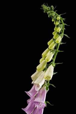 Yüksükotu çiçekleri. Siyah arkaplanda izole edilmiş dijitalis