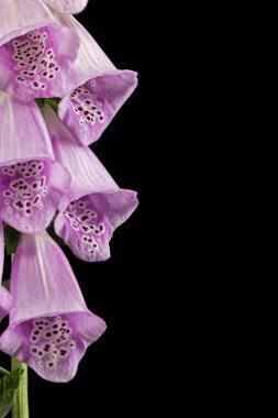 Yüksükotu çiçekleri. Siyah arkaplanda izole edilmiş dijitalis