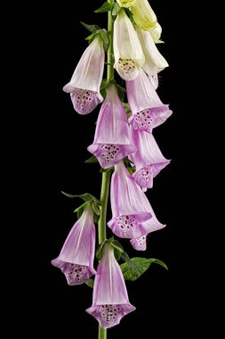 Yüksükotu çiçekleri. Siyah arkaplanda izole edilmiş dijitalis