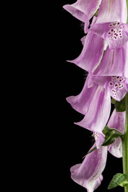 Yüksükotu çiçekleri. Siyah arkaplanda izole edilmiş dijitalis