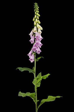 Yüksükotu çiçekleri. Siyah arkaplanda izole edilmiş dijitalis