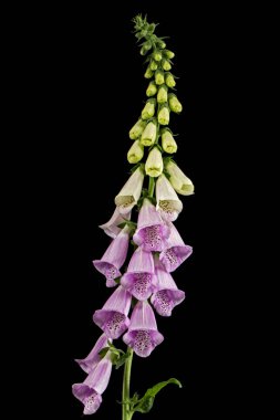 Yüksükotu çiçekleri. Siyah arkaplanda izole edilmiş dijitalis