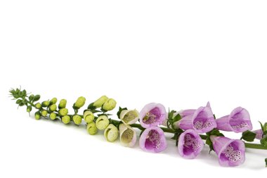 Yüksükotu çiçekleri. Digitalis, beyaz arkaplanda izole edilmiş