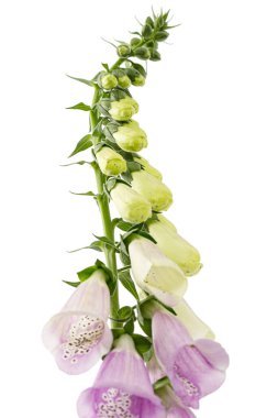 Yüksükotu tomurcukları, Lat. Digitalis, beyaz arkaplanda izole edilmiş