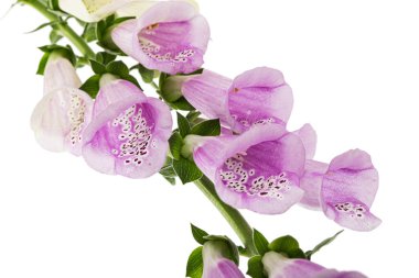 Yüksükotu çiçeği yaklaş, Lat. Digitalis, beyaz arkaplanda izole edilmiş