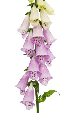 Yüksükotu çiçekleri. Digitalis, beyaz arkaplanda izole edilmiş