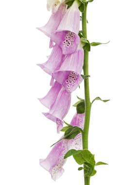 Yüksükotu çiçeği yaklaş, Lat. Digitalis, beyaz arkaplanda izole edilmiş