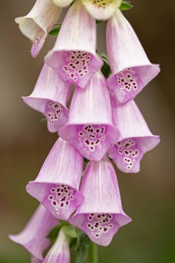 Yüksükotu çiçekleri. Bahçenin bulanık arka planında dijitalis