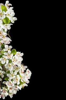 Armut çiçekleri, siyah arkaplanda izole.