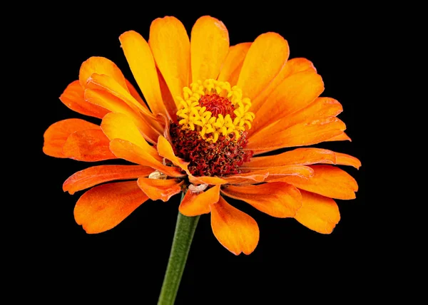 Kwiat Pomarańczy Cynku Izolowany Czarnym Tle — Zdjęcie stockowe