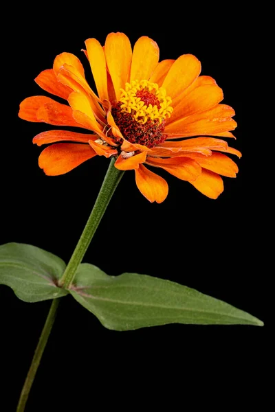 黒地に孤立したジンニアの橙色の花 — ストック写真