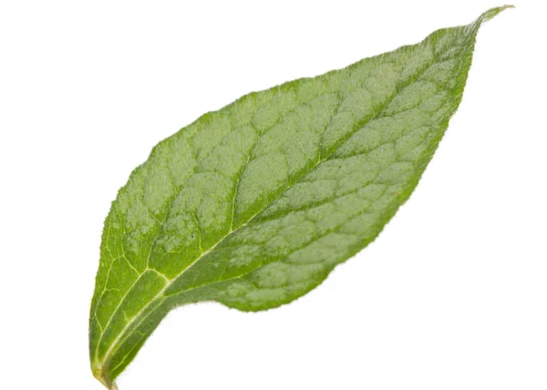 Hoja Flor Brunnera Olvidarme Miosotis Aislada Sobre Fondo Blanco — Foto de Stock