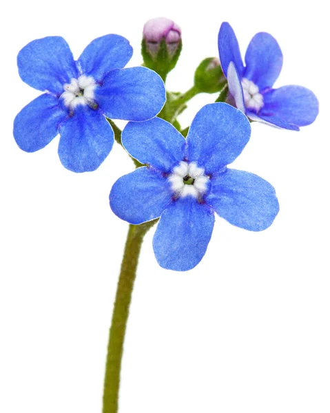 Блакитні Квіти Бруннери Забудьте Міозотіс Ізольовані Білому Тлі — стокове фото