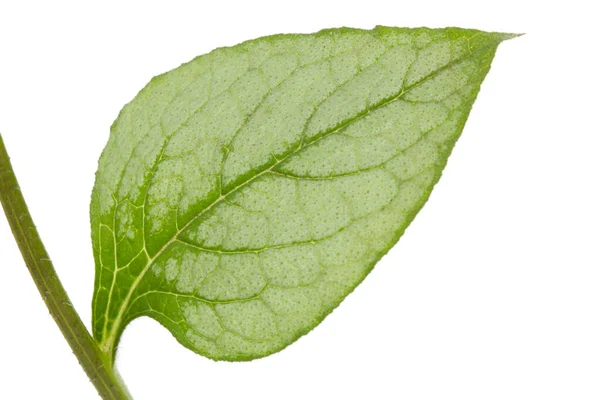 Leaf Brunnera Flower Forget Myosotis Isolated White Background — Stock Photo, Image