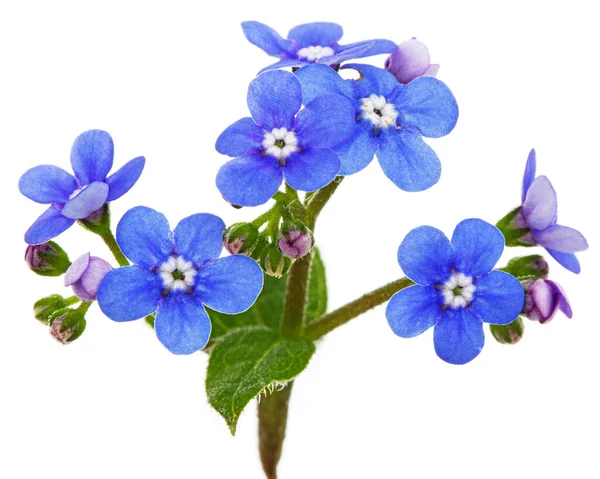 Niebieskie Kwiaty Brunnery Nie Zapomnij Mnie Miosotis Izolowane Białym Tle — Zdjęcie stockowe