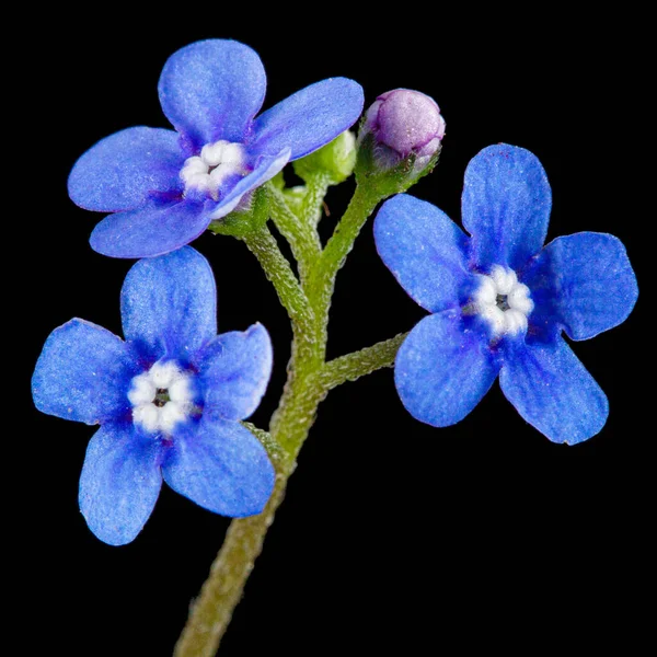 Blaue Blüten Von Brunnera Vergissmeinnicht Myosotis Isoliert Auf Schwarzem Hintergrund — Stockfoto