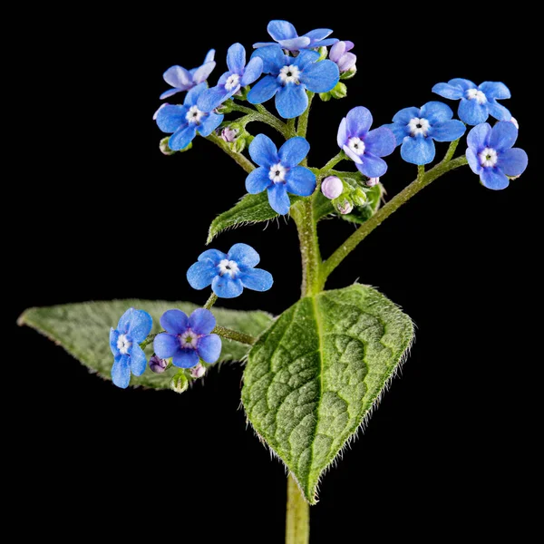 Niebieskie Kwiaty Brunnery Nie Zapominaj Mnie Myosotis Odizolowane Czarnym Tle — Zdjęcie stockowe