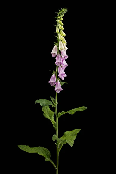 Цветы Лисицы Лат Digitalis Изолированный Черном Фоне — стоковое фото