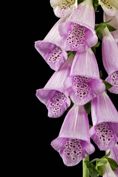 Foxglove Flowers Lat Digitalis Isolated Black Background — Stock Photo, Image