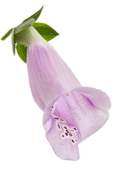 Λουλούδι Από Χελιδονόχορτο Λατ Digitalis Απομονωμένο Λευκό Φόντο — Φωτογραφία Αρχείου