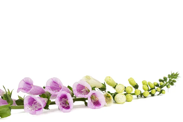 Flores Luva Raposa Lat Digitalis Isolado Sobre Fundo Branco — Fotografia de Stock