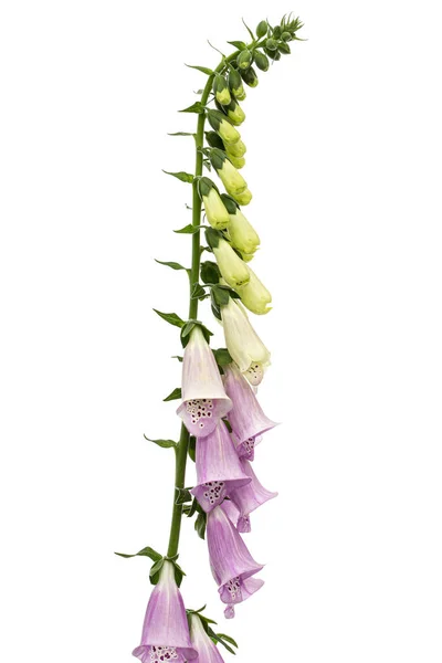 Цветы Лисицы Лат Digitalis Выделенный Белом Фоне — стоковое фото