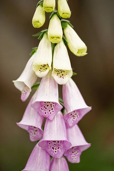 Foxglove Flowers Lat Digitalis Blur Background Garden — Stock Photo, Image