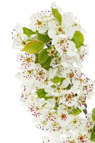 Hrušky Květiny Izolované Bílém Pozadí — Stock fotografie
